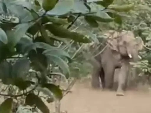 कोरबा में हाथियों का उत्पात: गांवों में नुकसान, ग्रामीणों की बढ़ी परेशानी