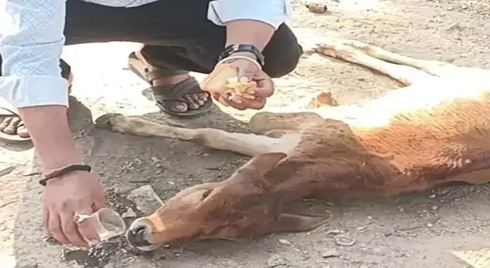 KORBA: कुत्तों के झुंड ने किया हमला, स्थानीय लोगों की मदद से बचा बछड़ा